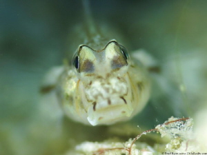 Bridled Goby (Coryphopterus glaucofraenum) by Brad Ryon 